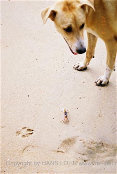 18 Thailand 2002 F1000015 Khao Lak Strand_478